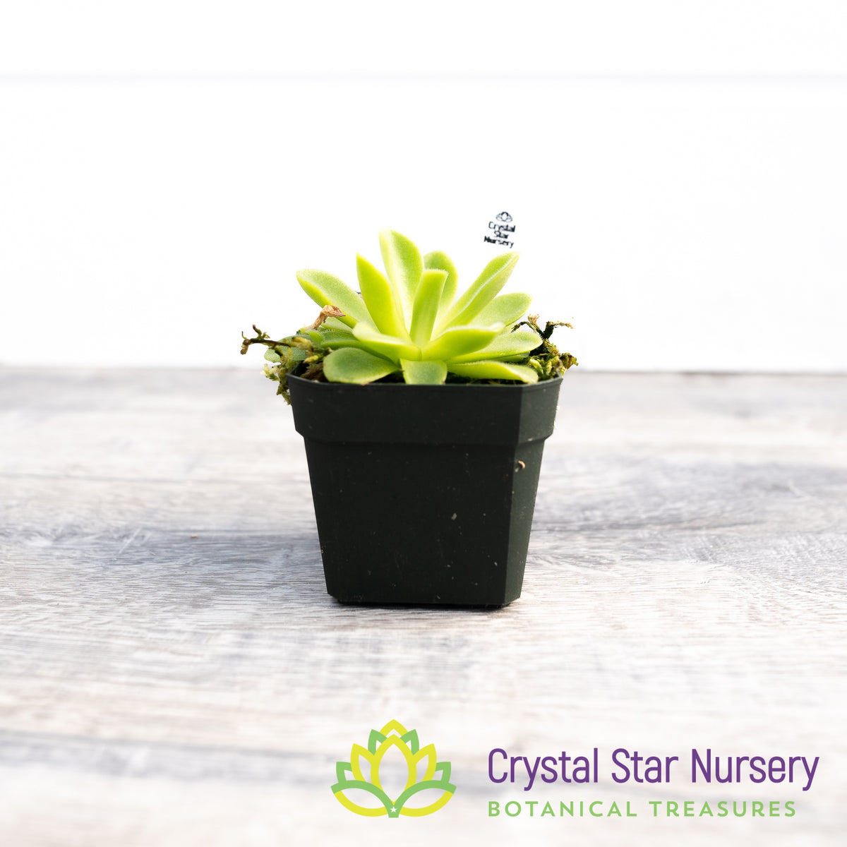 Pinguicula Agnata