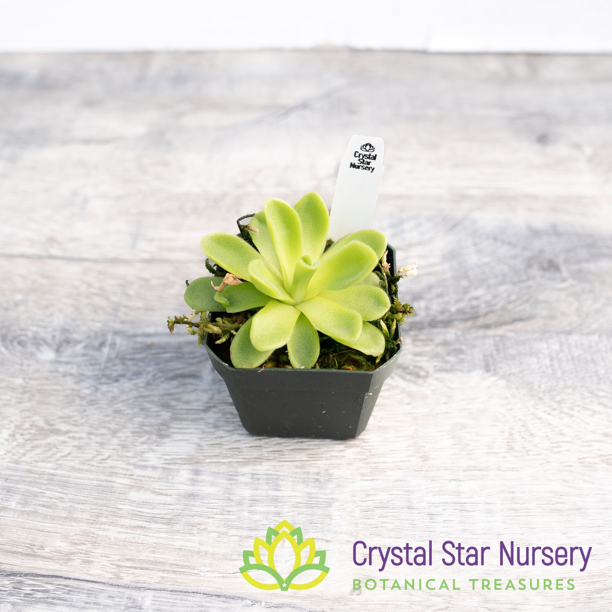 Pinguicula Agnata