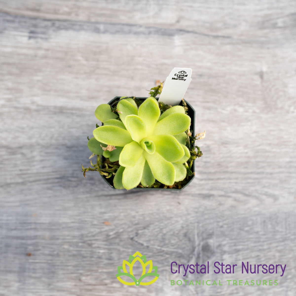 Pinguicula Agnata