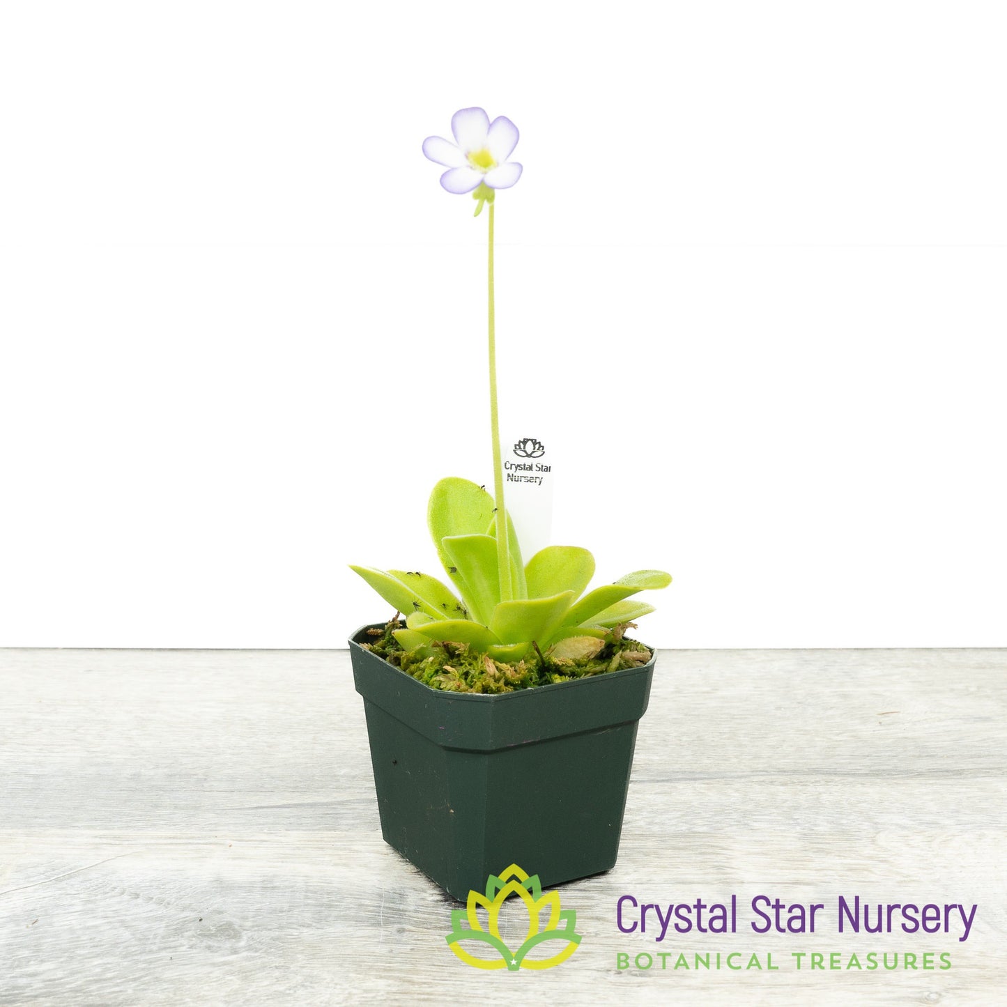 Pinguicula Agnata