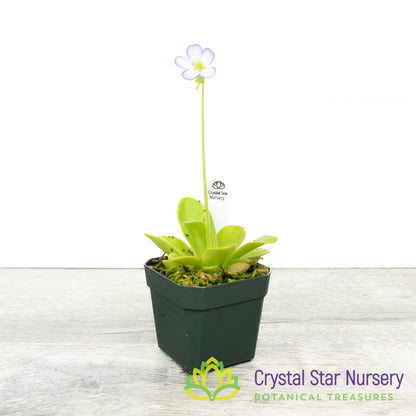 Pinguicula Agnata