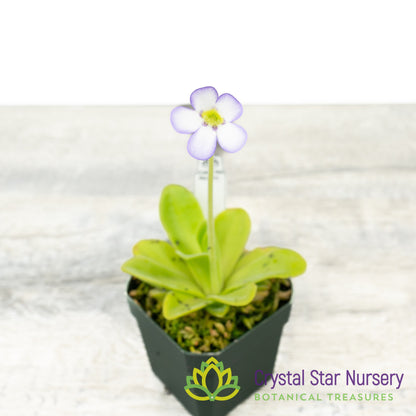 Pinguicula Agnata