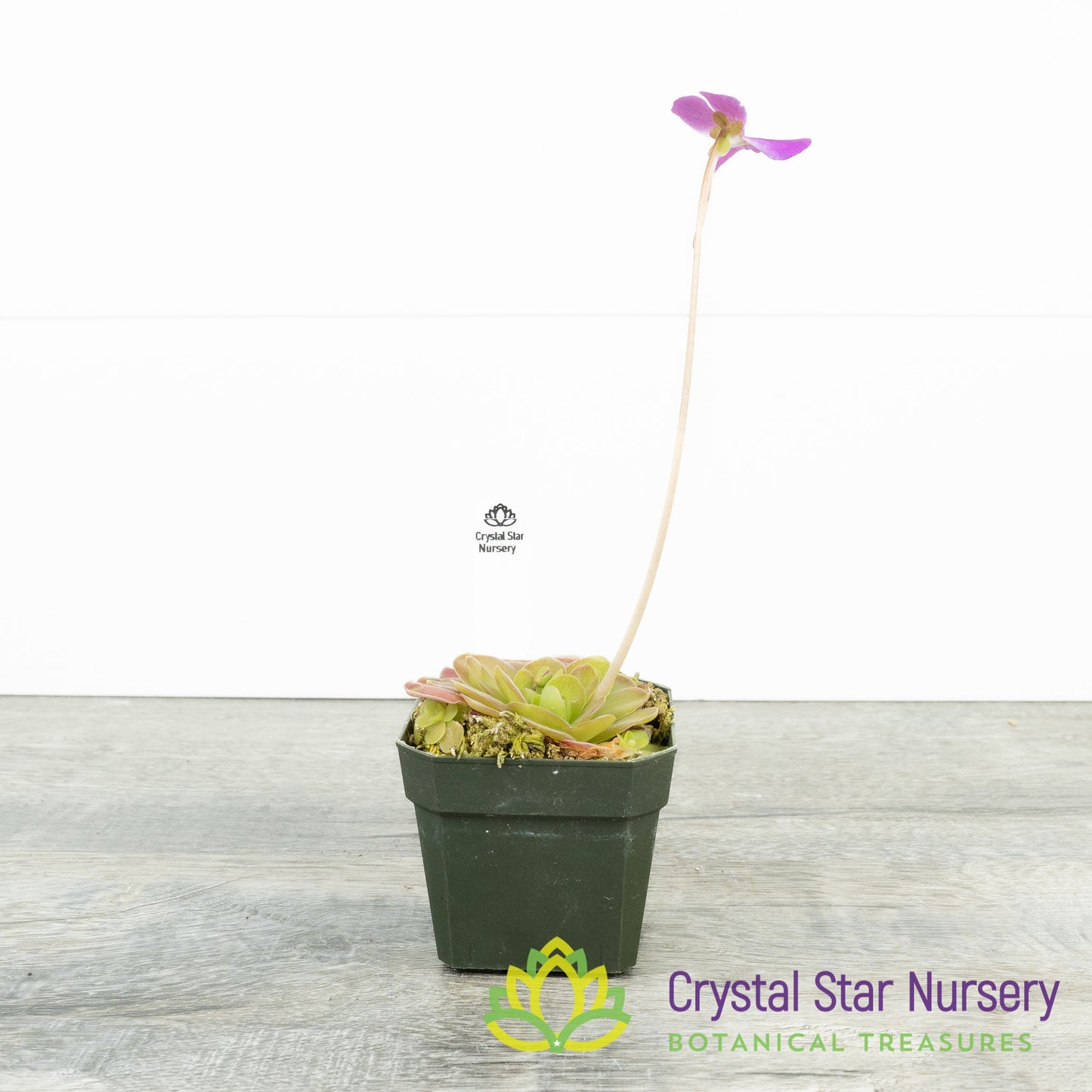 Pinguicula Ehlersiae X Agnata