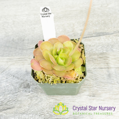 Pinguicula Ehlersiae X Agnata