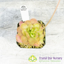 Pinguicula Ehlersiae X Agnata