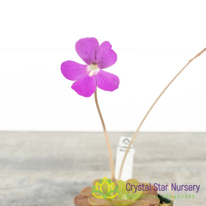 Pinguicula Ehlersiae X Agnata