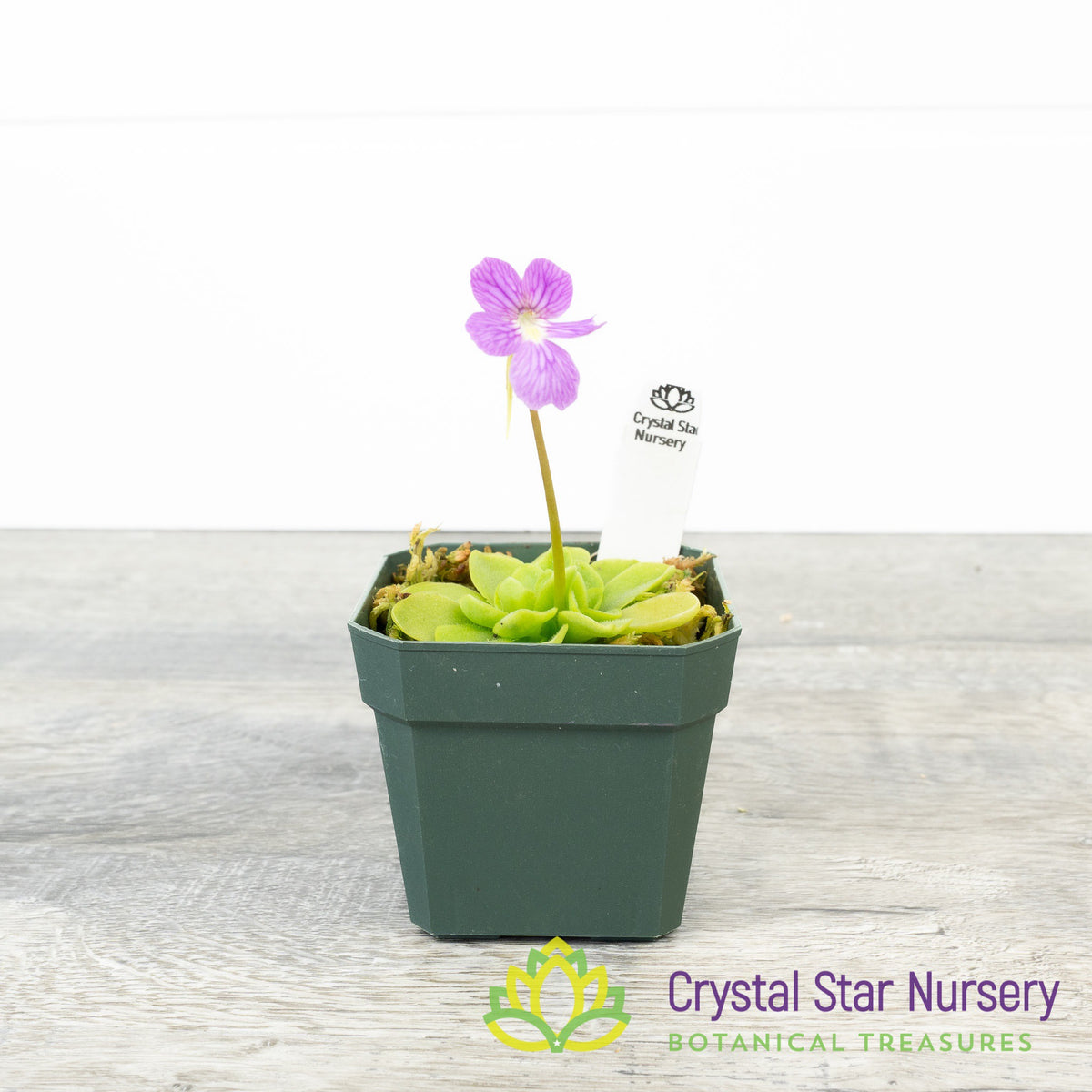 Pinguicula Emarginata X ‘Weser’
