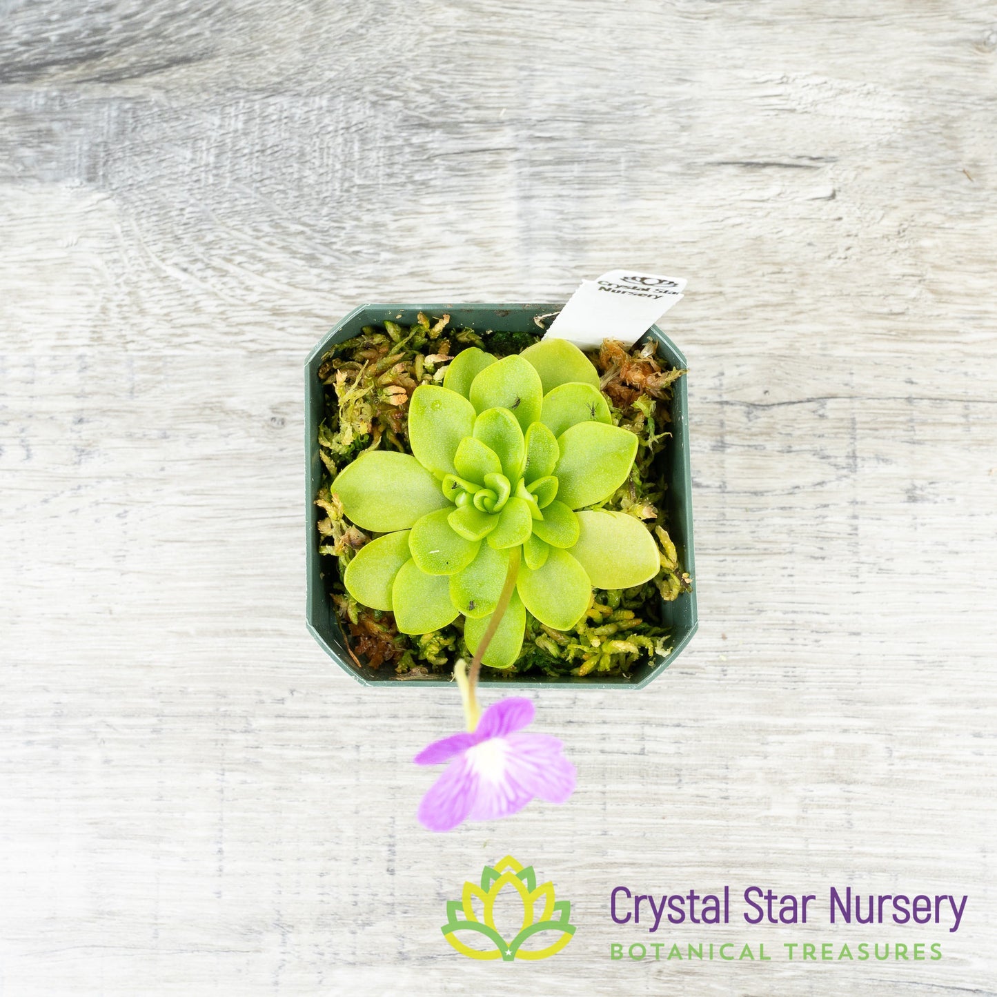 Pinguicula Emarginata X ‘Weser’