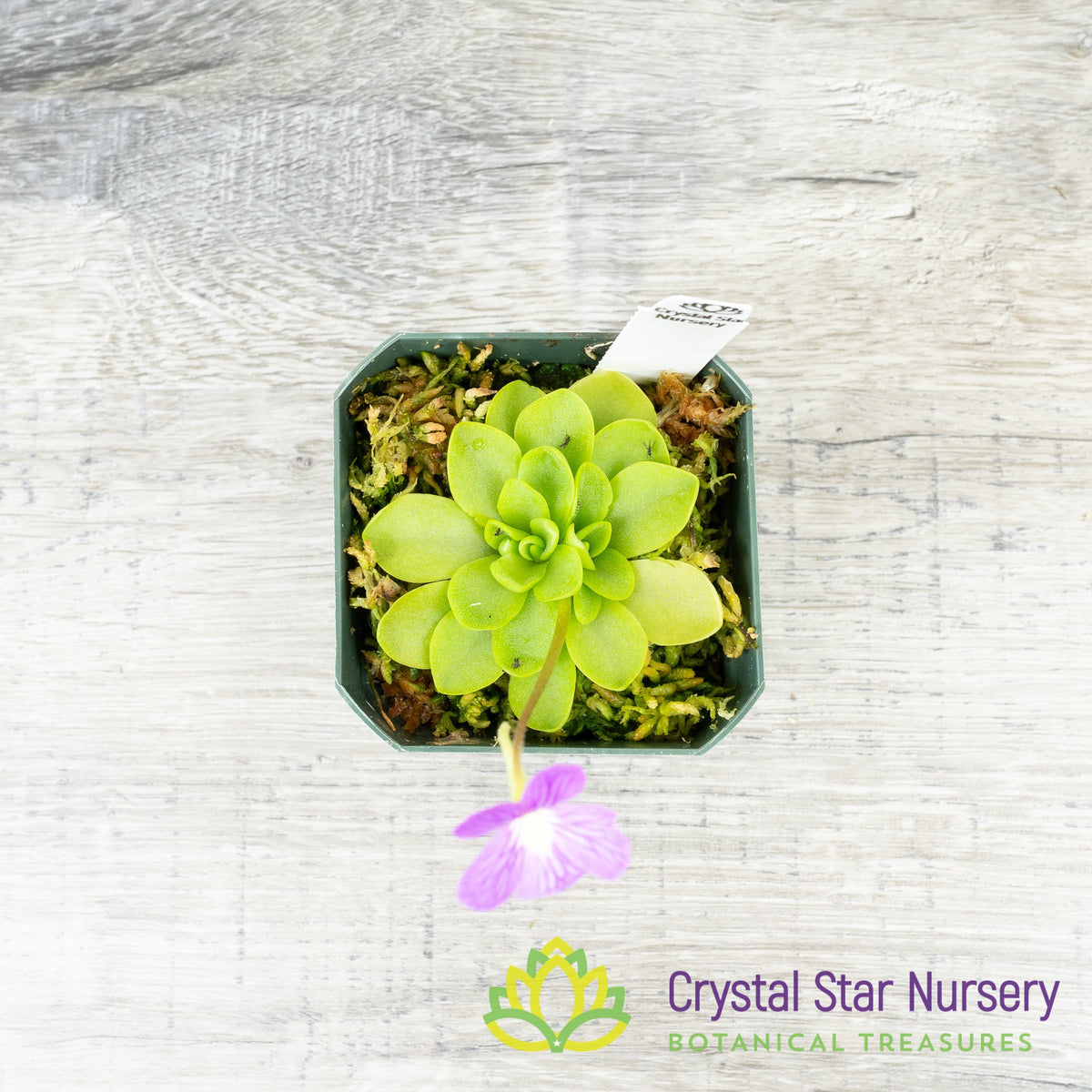 Pinguicula Emarginata X ‘Weser’