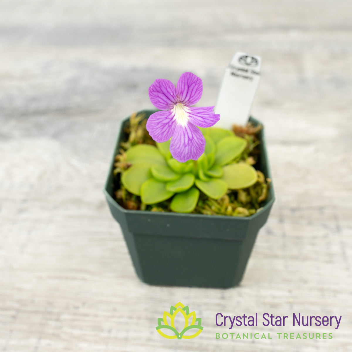 Pinguicula Emarginata X ‘Weser’