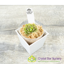 Pinguicula esseriana (Giant)