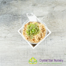 Pinguicula esseriana (Giant)