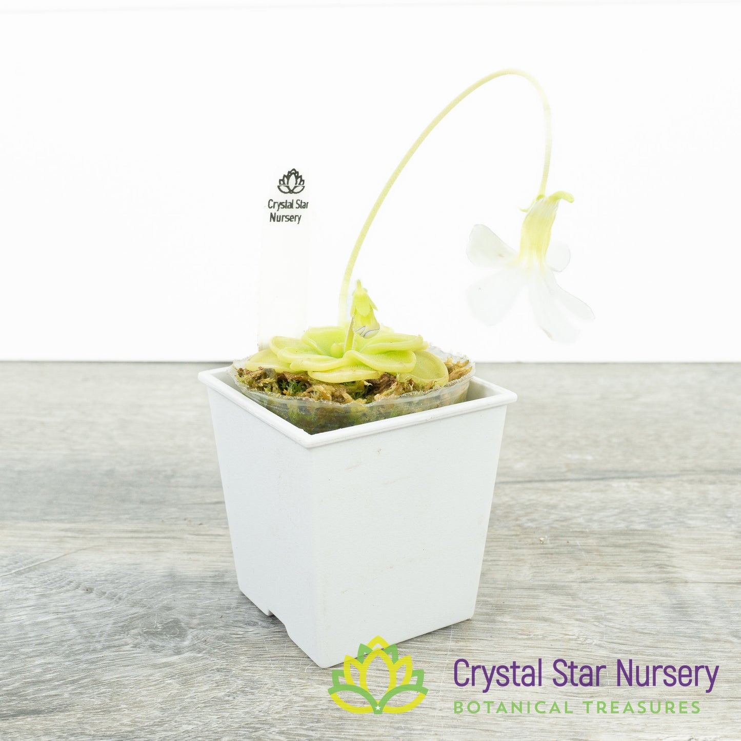 Pinguicula Ibarrae