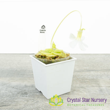 Pinguicula Ibarrae