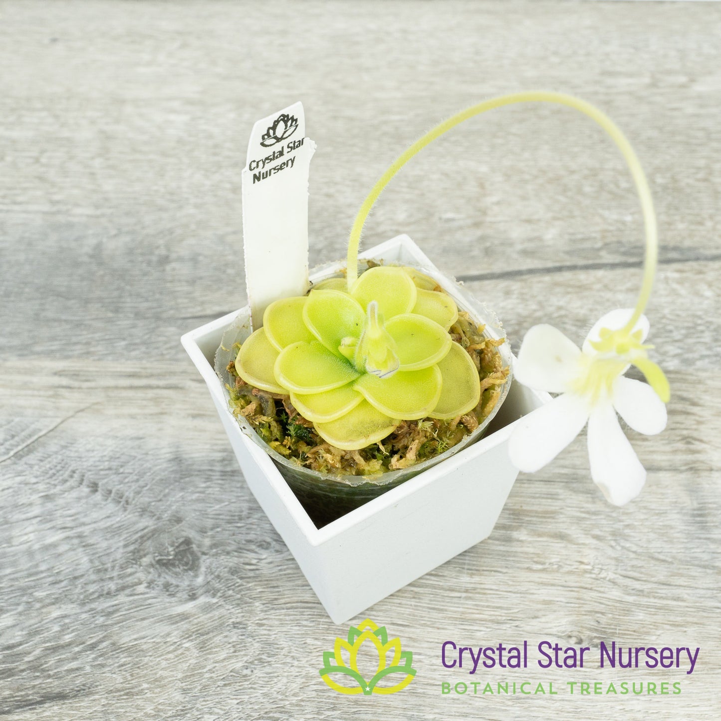 Pinguicula Ibarrae