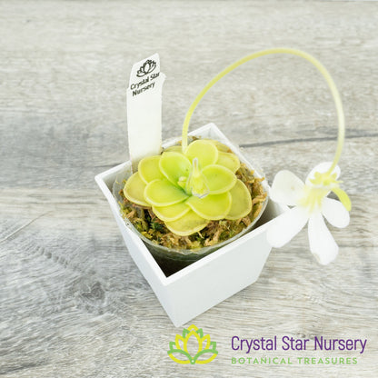 Pinguicula Ibarrae