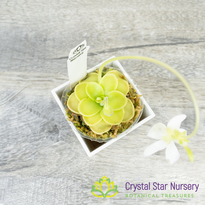 Pinguicula Ibarrae