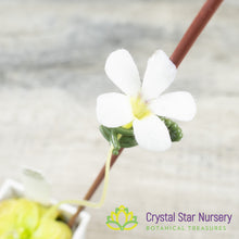 Pinguicula Ibarrae