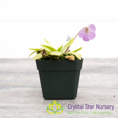 Pinguicula Moctezumae x  Agnata 'El Lobo'