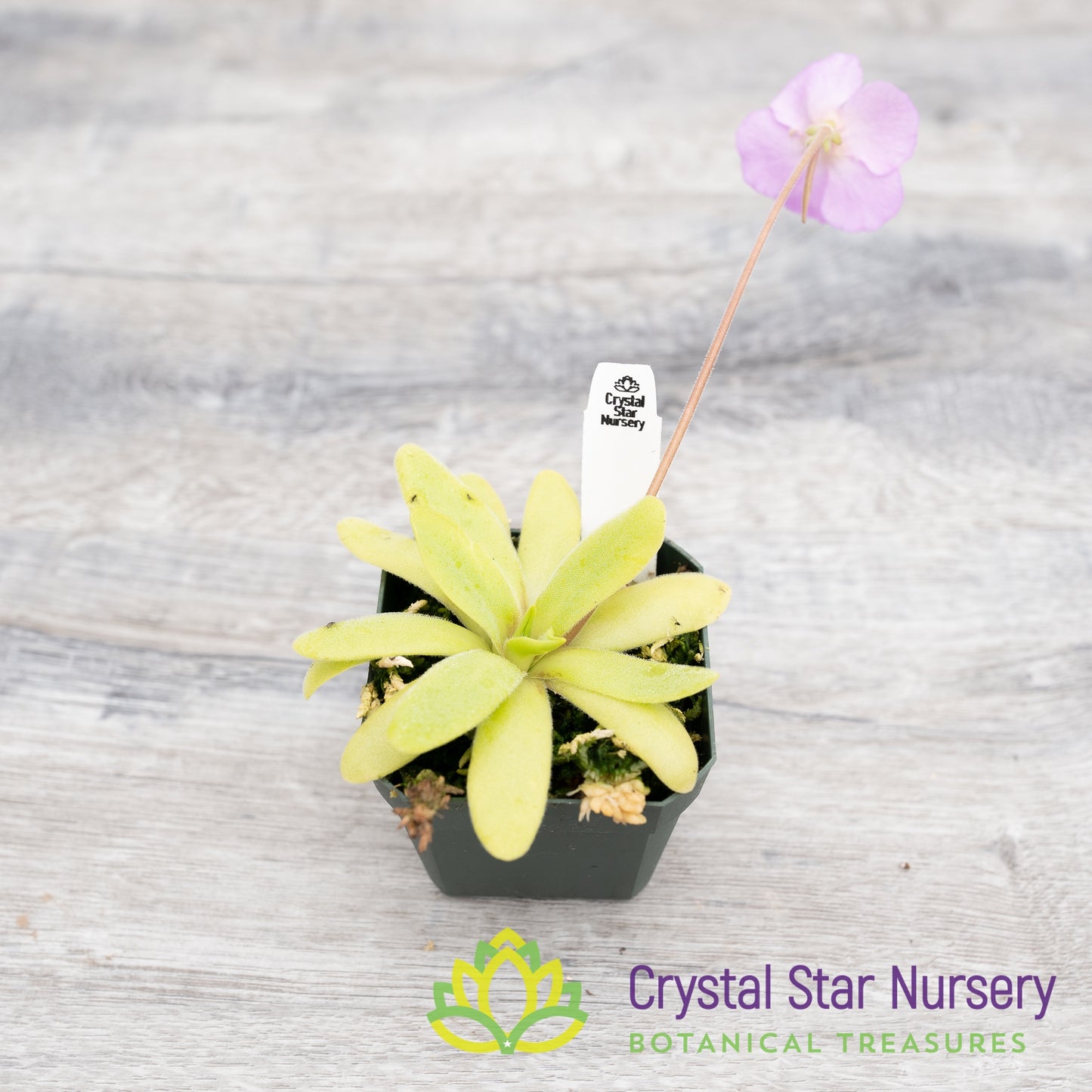 Pinguicula Moctezumae x  Agnata 'El Lobo'