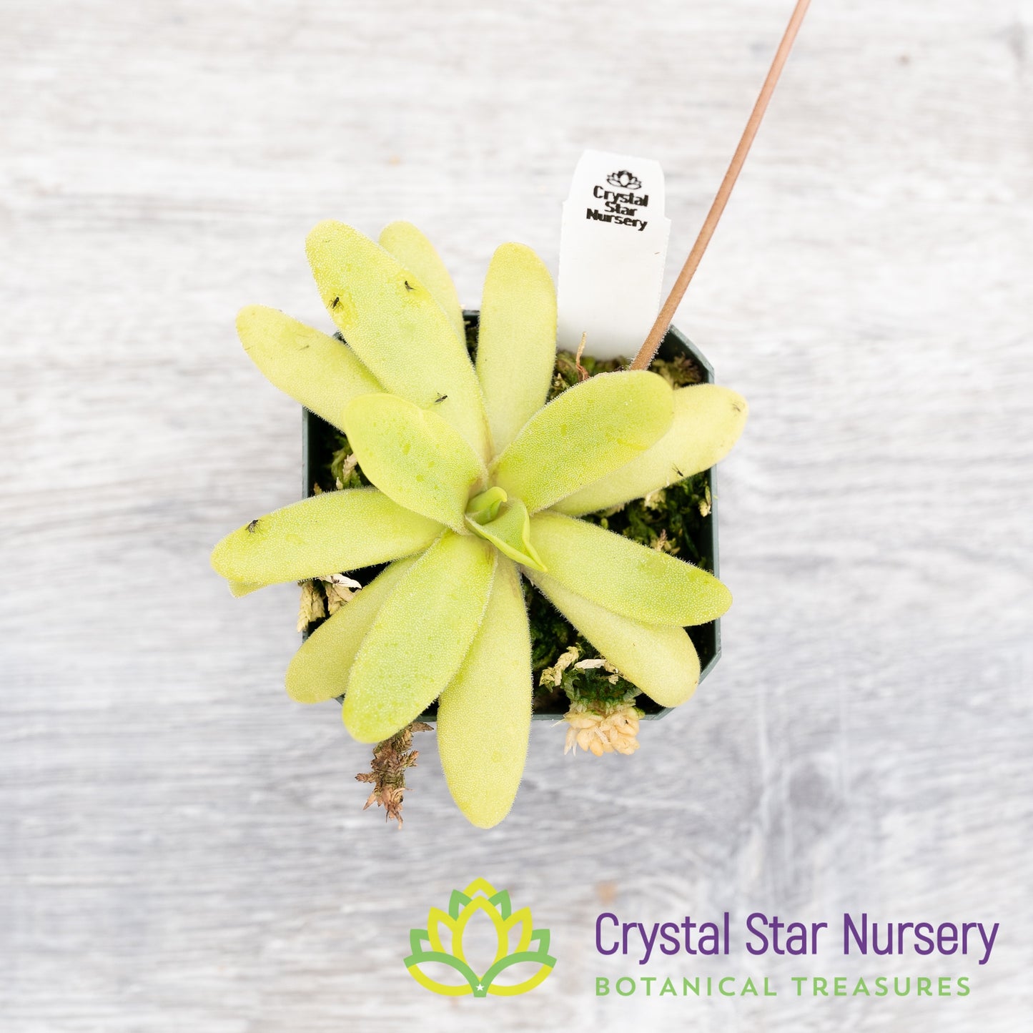 Pinguicula Moctezumae x  Agnata 'El Lobo'