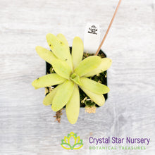 Pinguicula Moctezumae x  Agnata 'El Lobo'