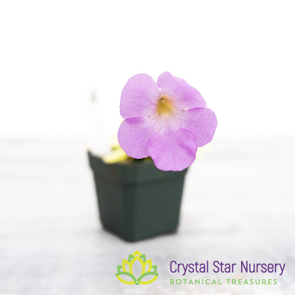 Pinguicula Moctezumae x  Agnata 'El Lobo'