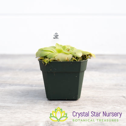 Pinguicula Moranensis