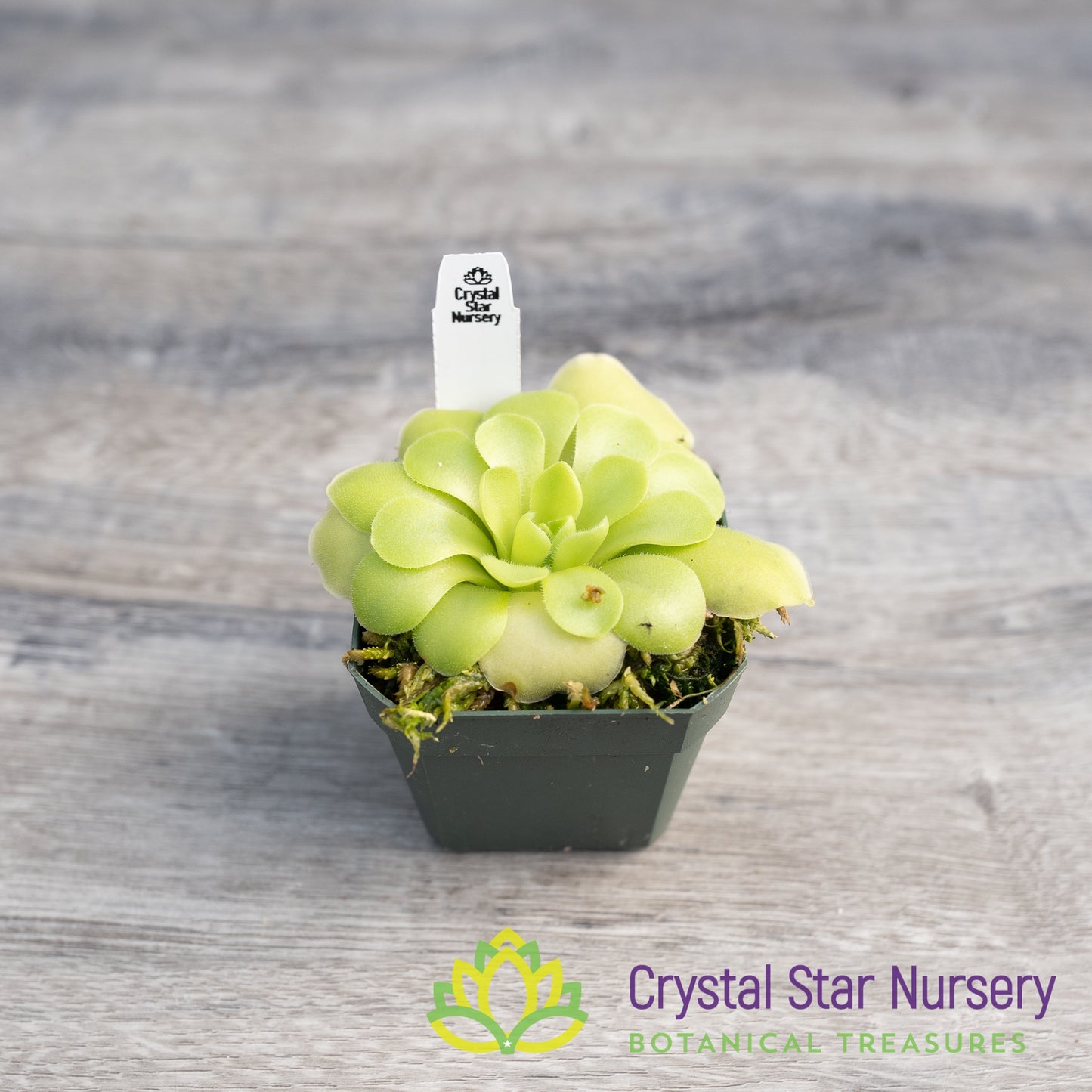 Pinguicula Moranensis