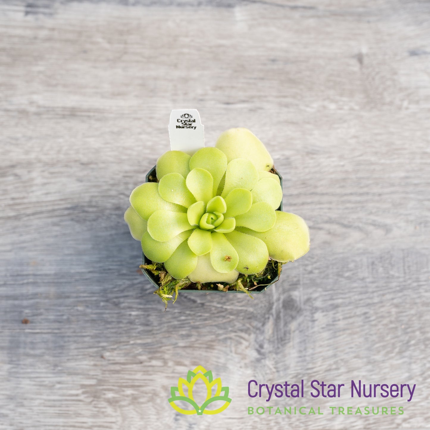 Pinguicula Moranensis