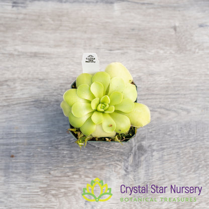 Pinguicula Moranensis