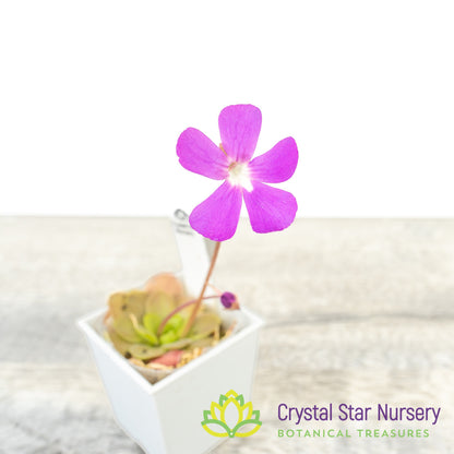 Pinguicula Sethos X Primuliflora