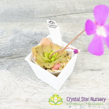 Pinguicula Sethos X Primuliflora
