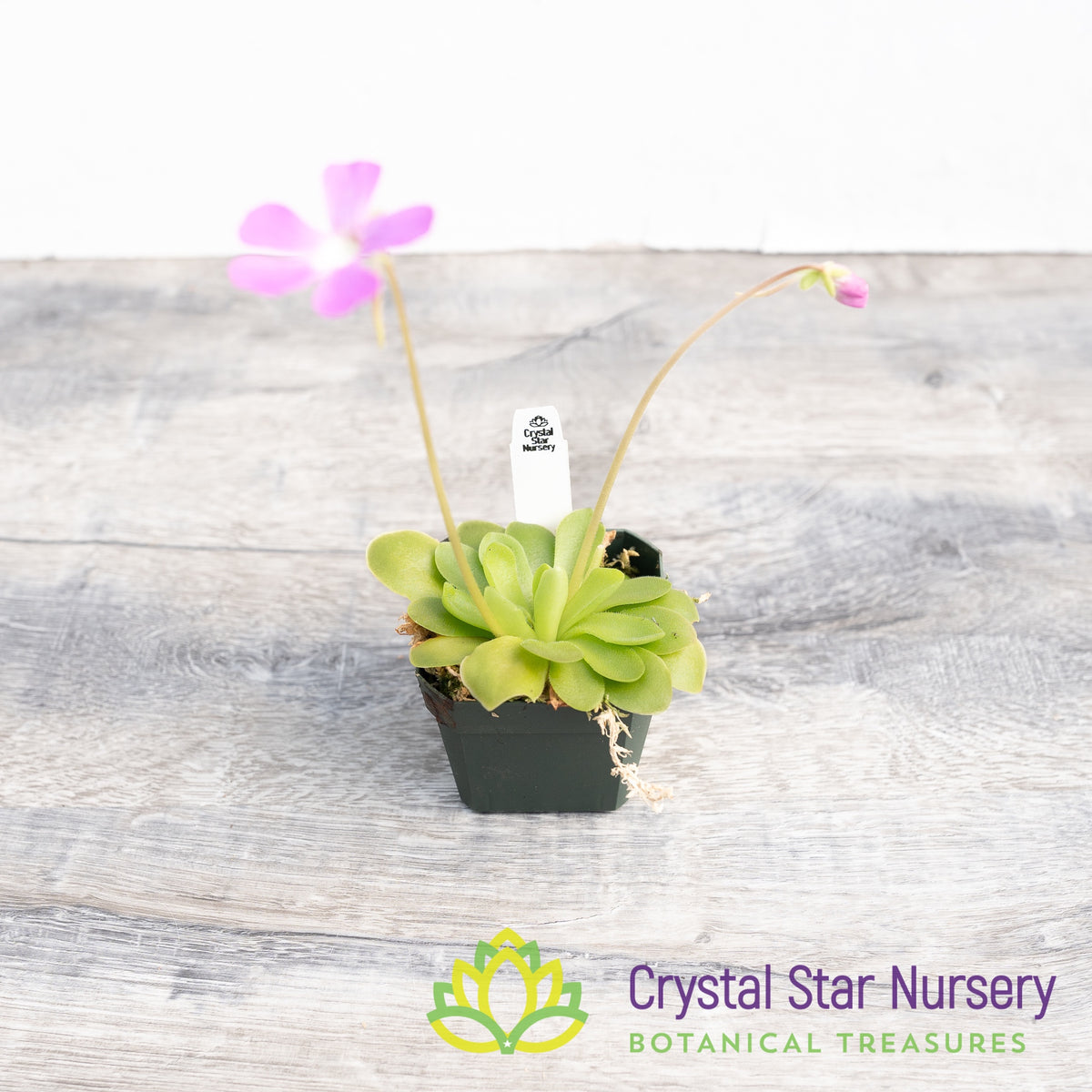 Pinguicula Sethos X Primuliflora