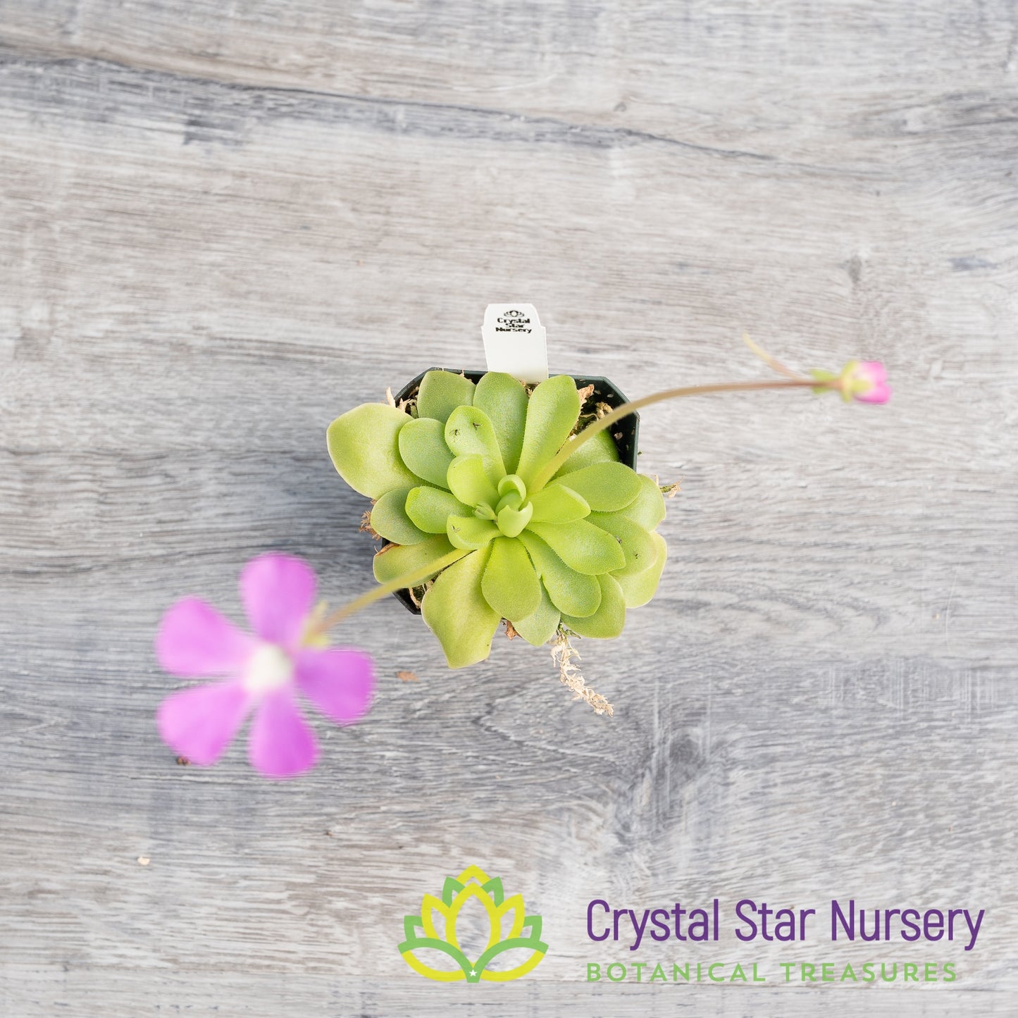 Pinguicula Sethos X Primuliflora