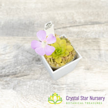 Pinguicula Sethos x Guatemala
