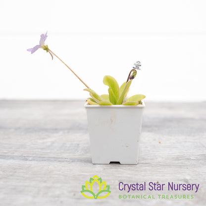 Pinguicula 'Aphrodite'