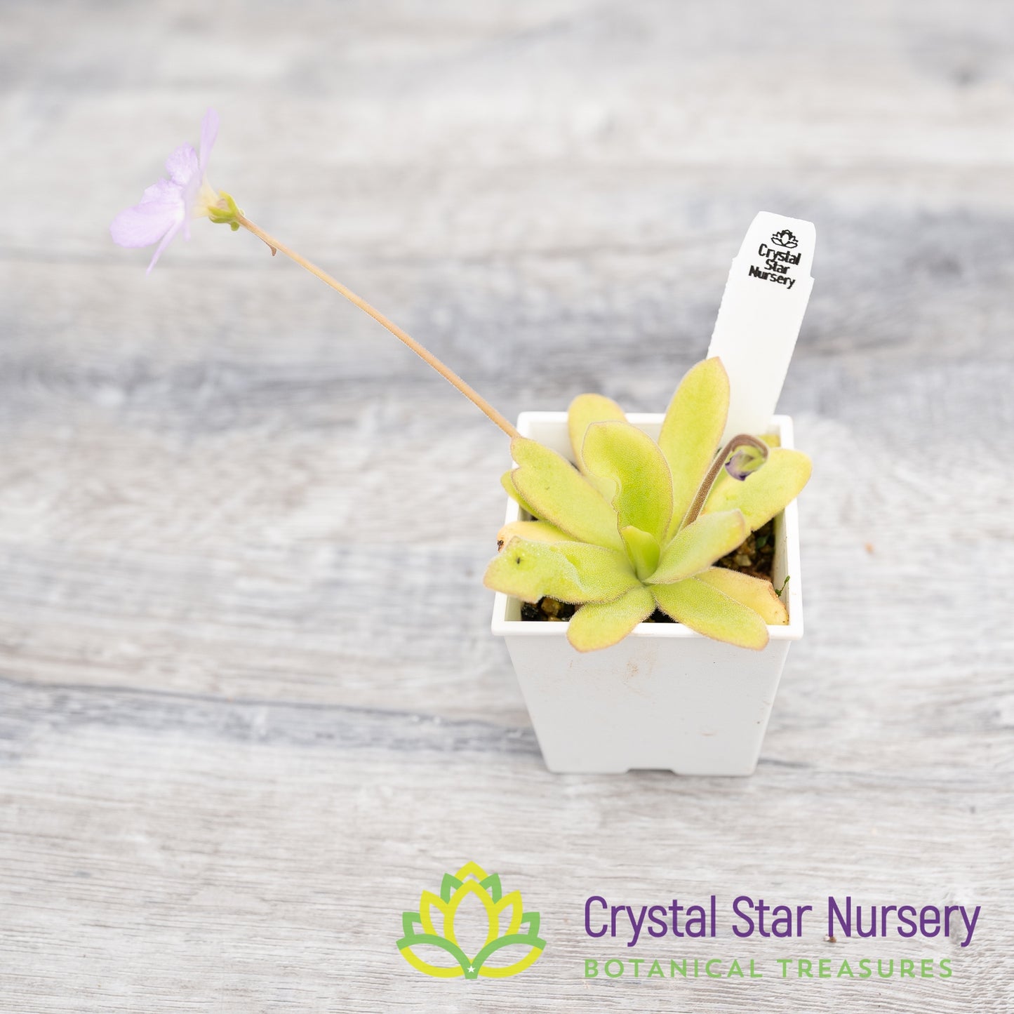 Pinguicula 'Aphrodite'