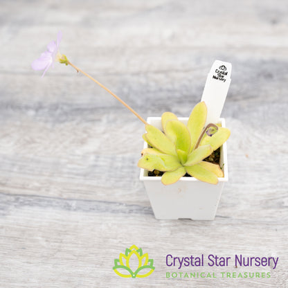 Pinguicula 'Aphrodite'