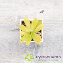 Pinguicula 'Aphrodite'