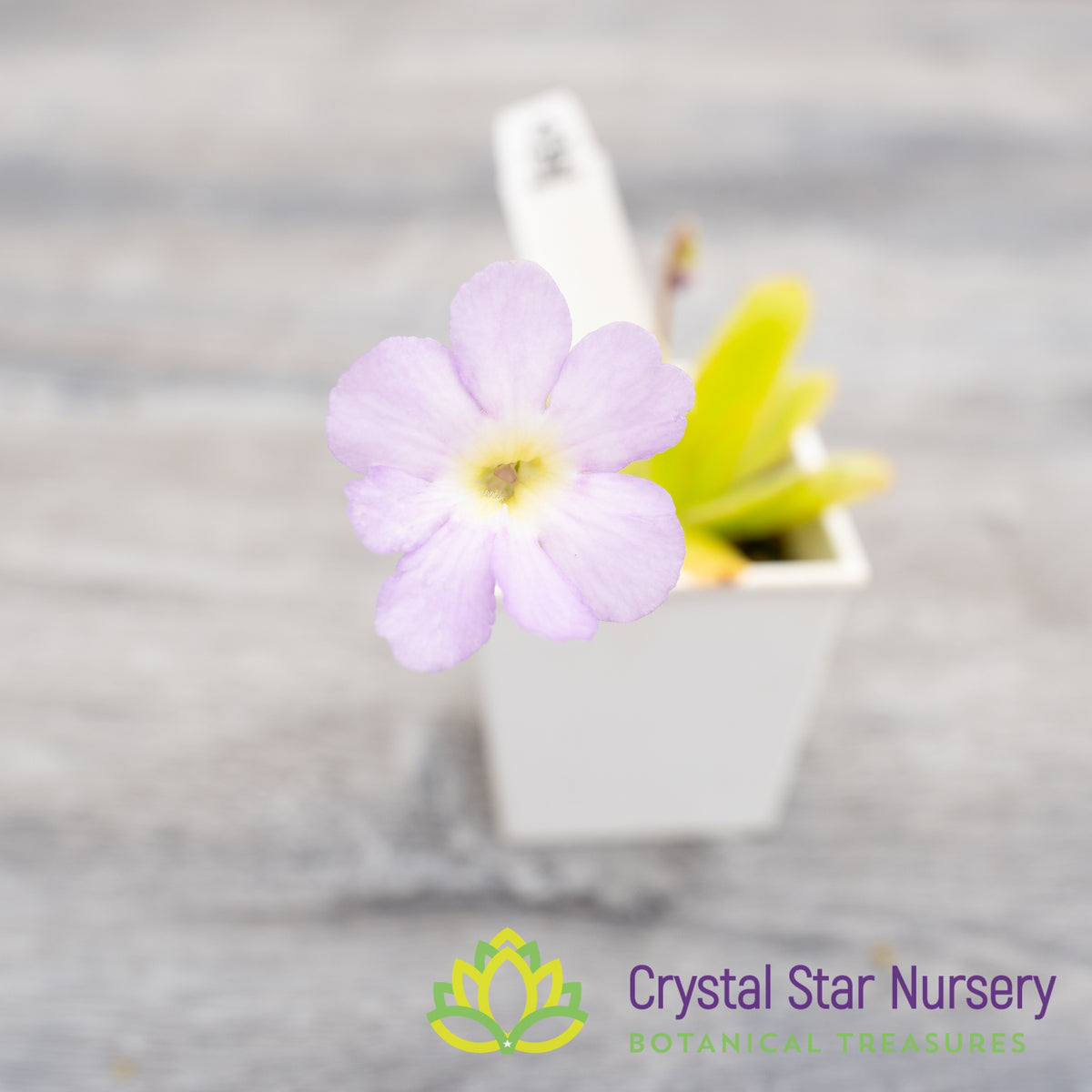 Pinguicula &#39;Aphrodite&#39;