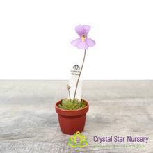 Pinguicula 'Florian'