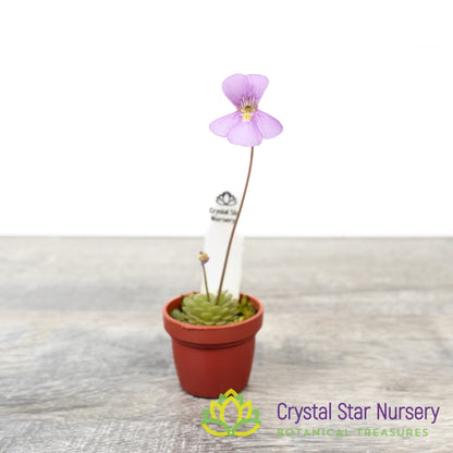 Pinguicula 'Florian'