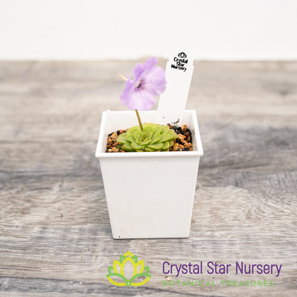 Pinguicula 'Hanka'