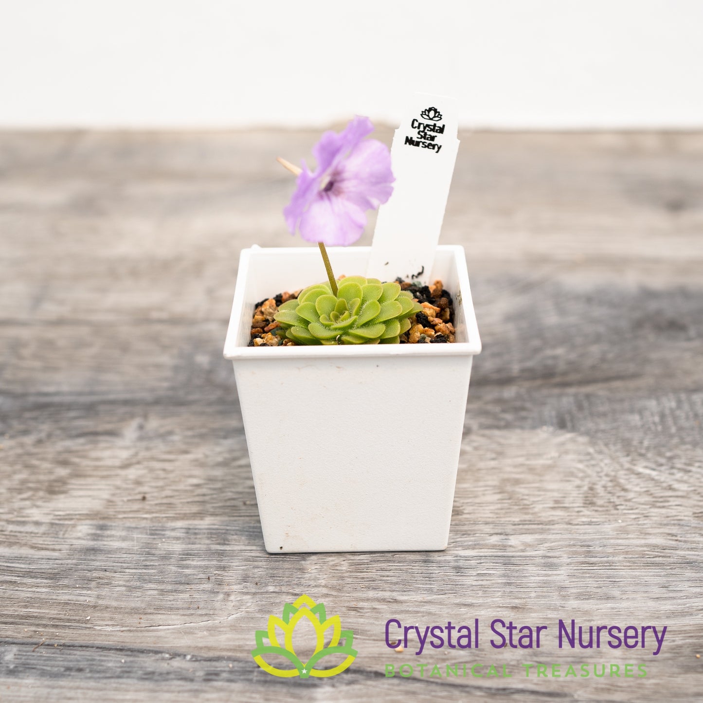 Pinguicula 'Hanka'