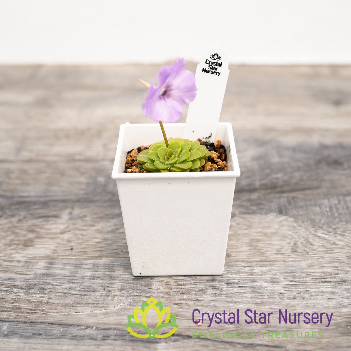 Pinguicula &#39;Hanka&#39;