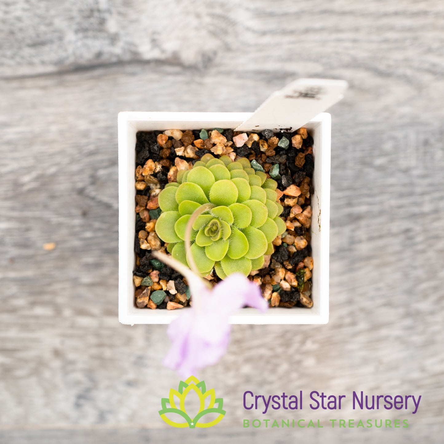 Pinguicula 'Hanka'