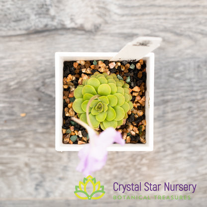 Pinguicula 'Hanka'