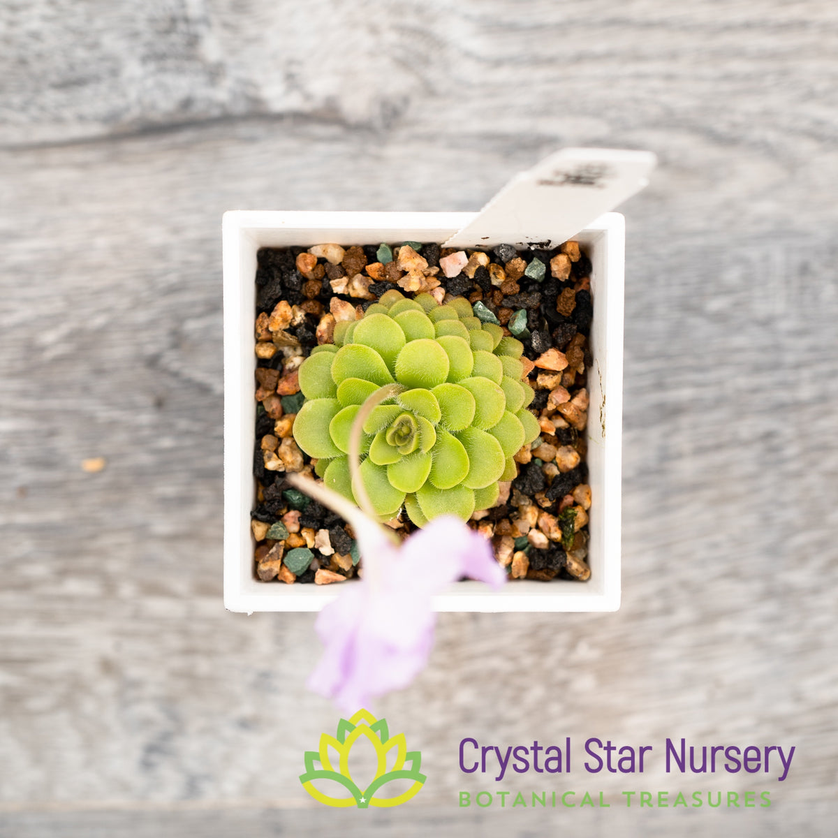 Pinguicula &#39;Hanka&#39;