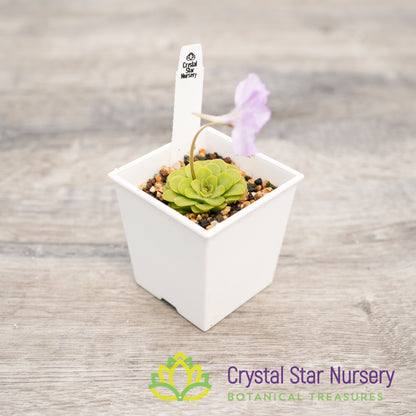 Pinguicula 'Hanka'
